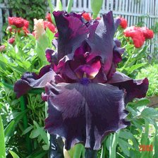 Схема вышивки «№1011750»