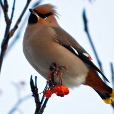 Схема вышивки «№1011786»