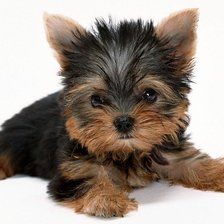 Схема вышивки «йоркширский терьер»