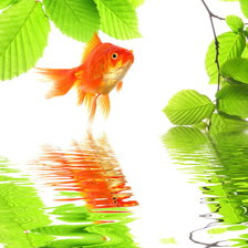 Схема вышивки «золотая рыба»