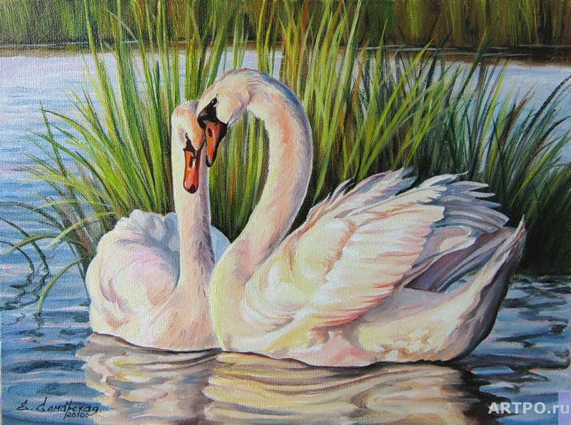 Лебеди - пара, лебеди, озеро - оригинал