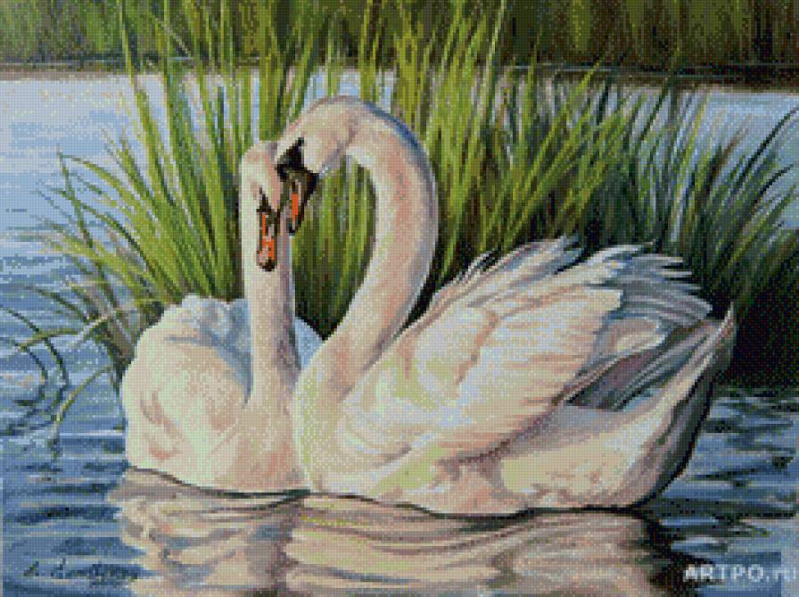 Лебеди - пара, озеро, лебеди - предпросмотр
