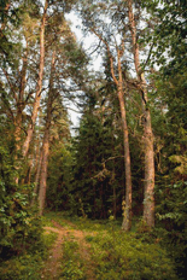 Хвойный лес - лес, сосны, тропинка. пейзаж - предпросмотр