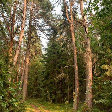 Схема вышивки «Хвойный лес»
