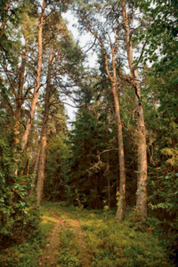 Хвойный лес - пейзаж, тропинка, сосны, лес - предпросмотр