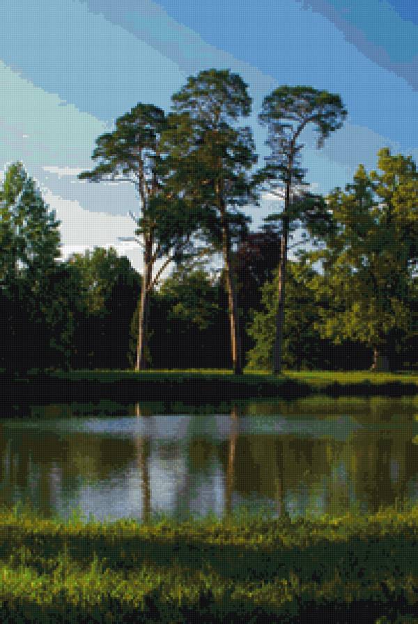 Сосны на берегу реки - сосны, пейзаж, природа. пруд - предпросмотр