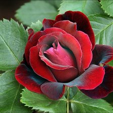 Схема вышивки «полураскрытая роза»