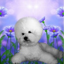 Схема вышивки «бишон 220»