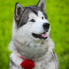 Схема вышивки «№1013084»