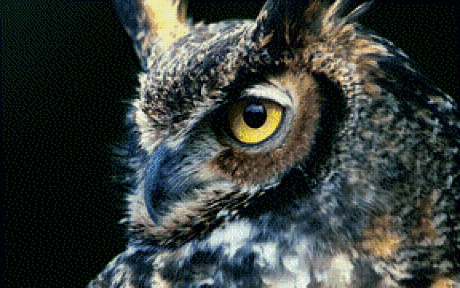 Филин - филин птица - предпросмотр