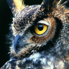 Схема вышивки «Филин»