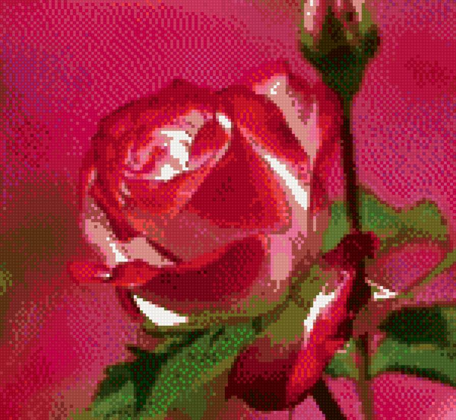 Роза - предпросмотр