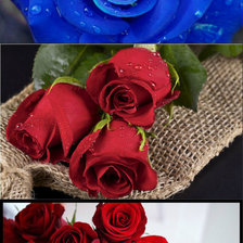 Схема вышивки «Розы»