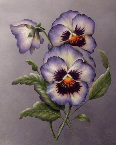 виолы - цветы - оригинал