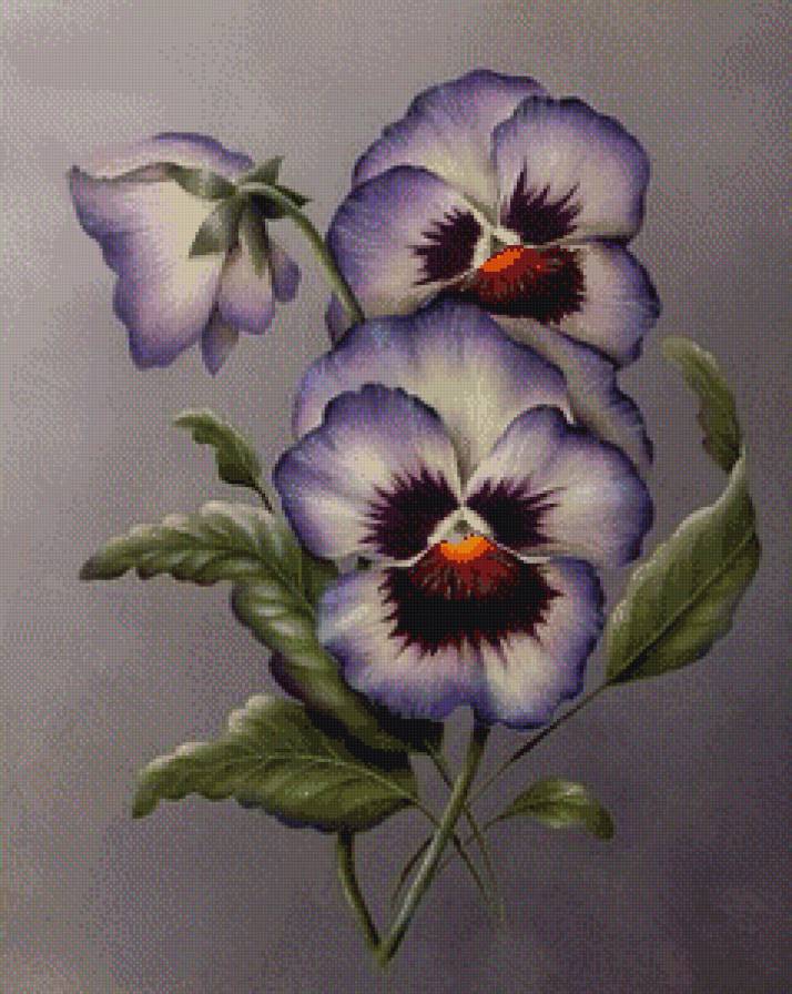 виолы - цветы - предпросмотр
