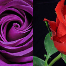 Схема вышивки «Две розы»