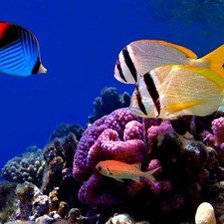 Схема вышивки «№1013798»