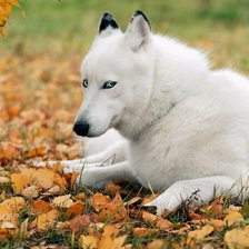 Схема вышивки «№1013811»