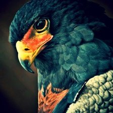 Схема вышивки «Сокол»