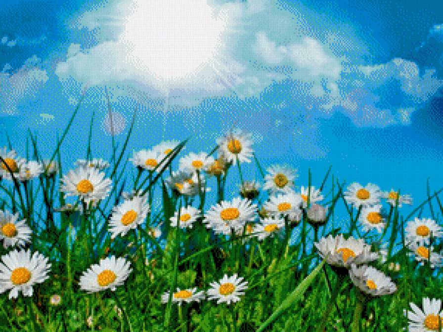 Ромашки - ромашки, луг - предпросмотр