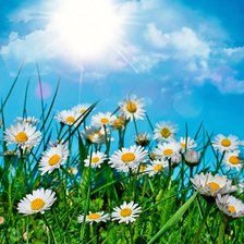 Схема вышивки «Ромашки»