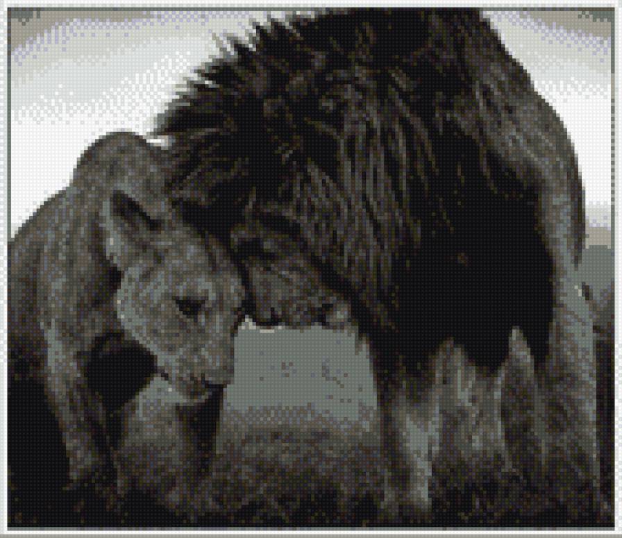 львы - предпросмотр