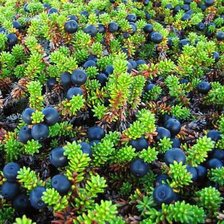 Схема вышивки «северная ягода»