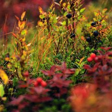 Схема вышивки «северная ягода»