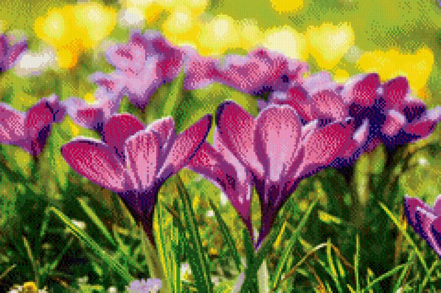 цветы - цветы - предпросмотр