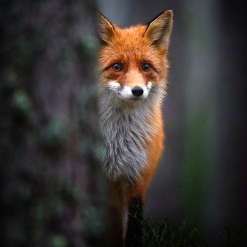 №1015672 - лиса, звери, животные - оригинал