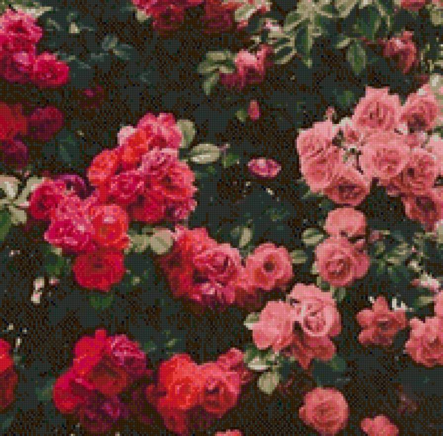 №1015684 - розы, цветы - предпросмотр