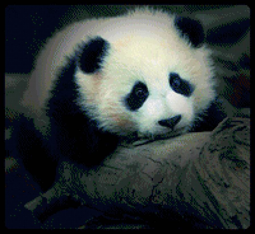 №1015723 - животные, звери, панда - предпросмотр