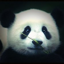 Схема вышивки «№1015727»