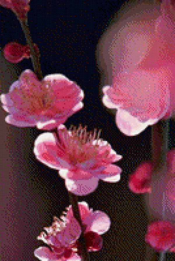 №1015733 - цветы, сакура - предпросмотр