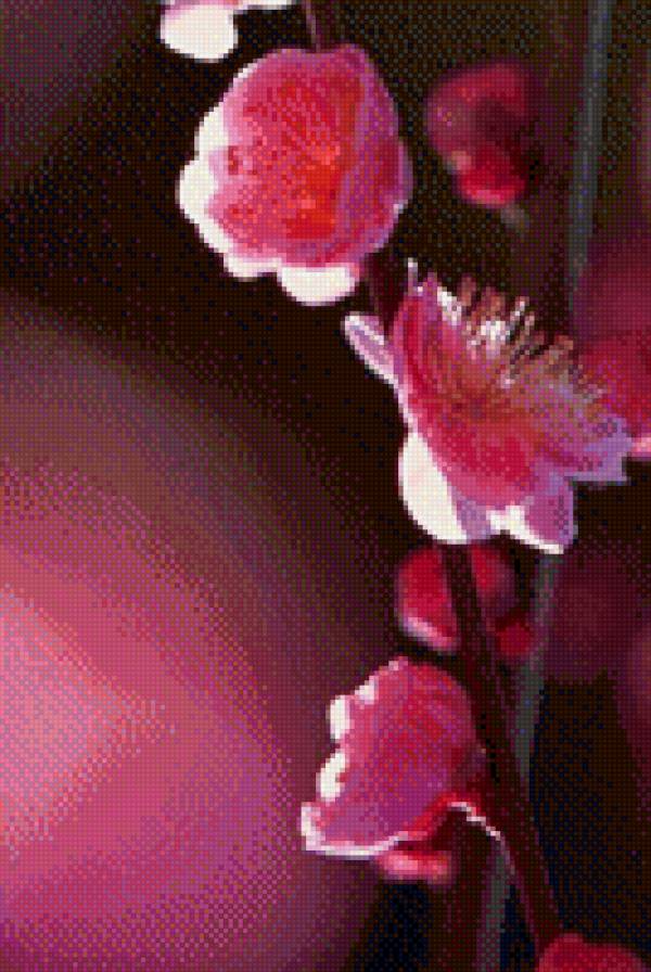 №1015735 - сакура, цветы - предпросмотр