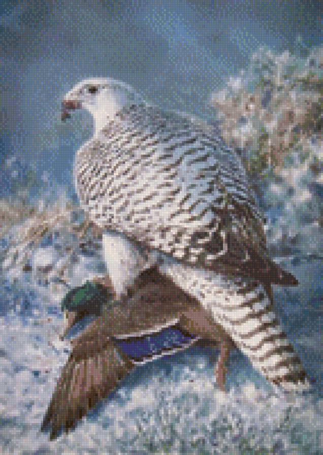 ястреб - ястреб - предпросмотр