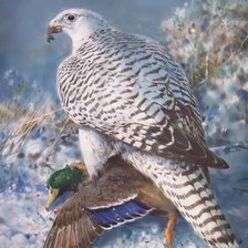 Схема вышивки «ястреб»