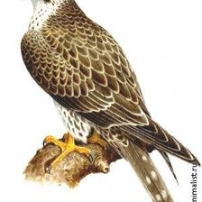 Схема вышивки «ястреб»