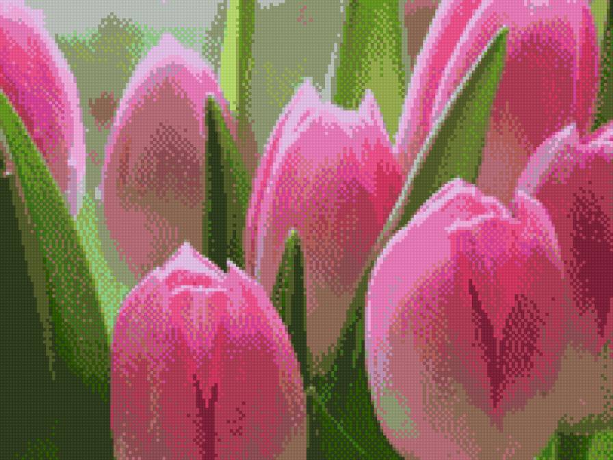 тюльпани розові 2 - предпросмотр
