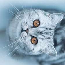 Схема вышивки «Кот»