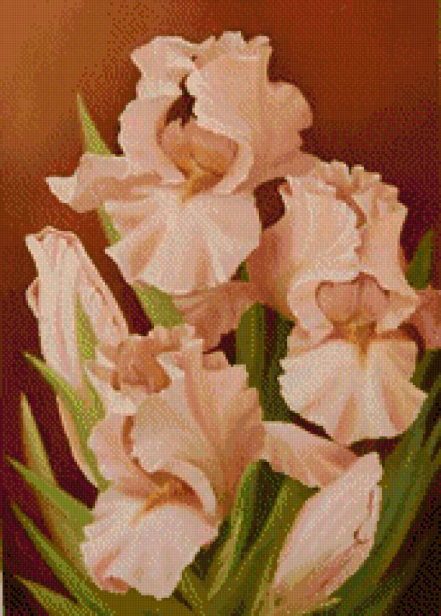 ирисы - цветы - предпросмотр