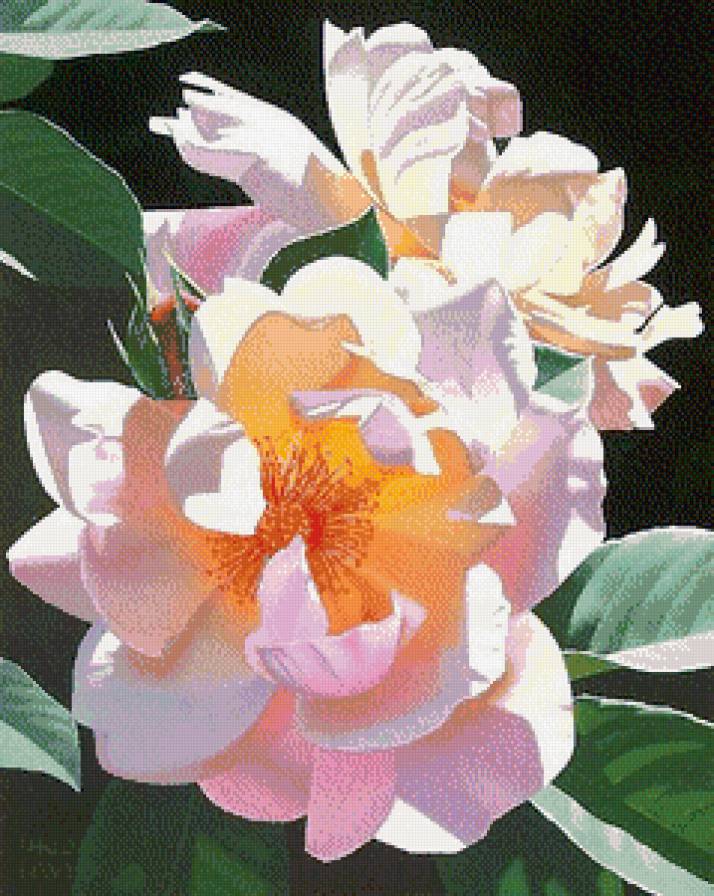 Магнолия - цветы, магнолия - предпросмотр