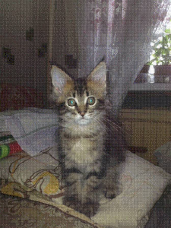 Bellona - котенок - предпросмотр