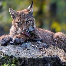 Схема вышивки «№1016349»