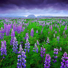 Схема вышивки «№1016352»