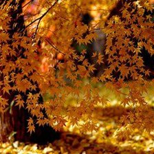 Схема вышивки «№1016353»