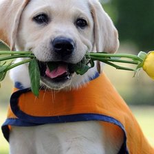 Схема вышивки «№1016356»