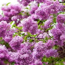 Схема вышивки «№1016357»