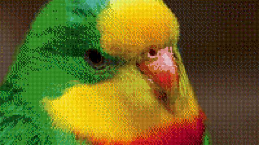 попугай - предпросмотр