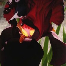 Схема вышивки «Ирис»